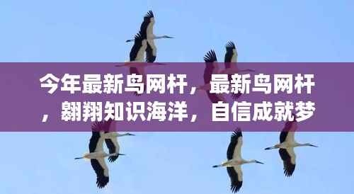 最新鸟网杆，翱翔知识海洋，开启梦想之旅