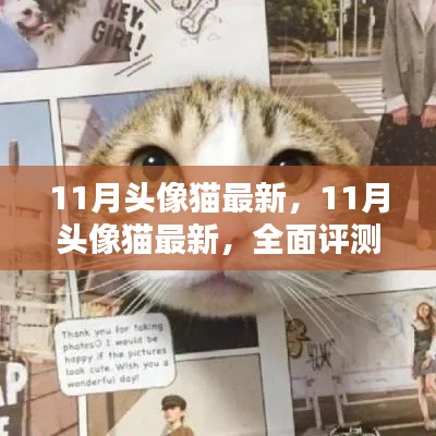 最新评测与介绍,11月头像猫全面指南
