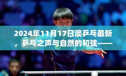 澳乒乓新篇章,心灵之旅与自然的和谐之音(2024年11月17日)