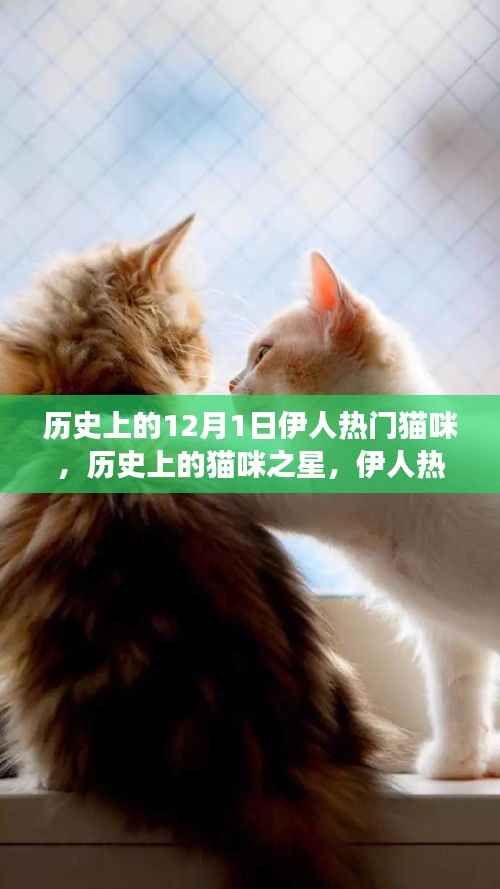 伊人热门猫咪的成长故事,历史猫咪之星的力量,拥抱学习与变化的激励力量