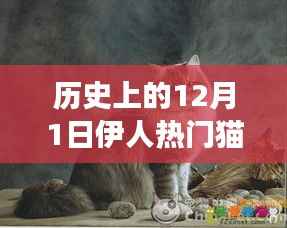 伊人热门猫咪的成长故事,历史猫咪之星的力量,拥抱学习与变化的激励力量