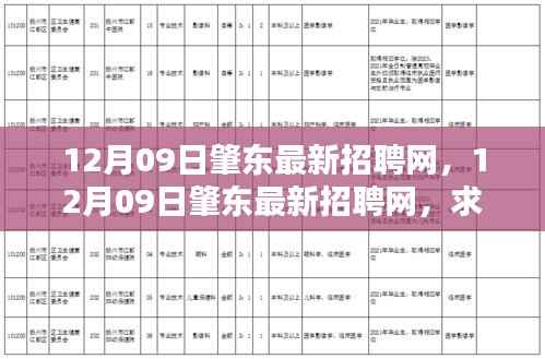 12月09日肇东最新招聘网,一站式解决就业需求,求职招聘新动向