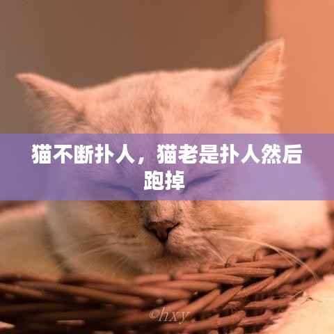 猫不断扑人,猫老是扑人然后跑掉