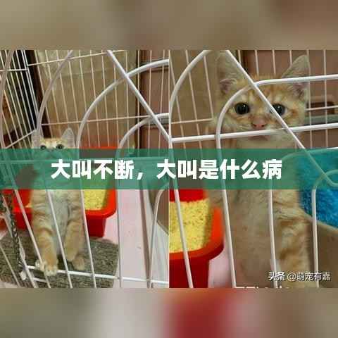 大叫不断,大叫是什么病