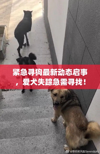 紧急寻狗最新动态启事,爱犬失踪急需寻找!