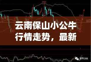 云南保山小公牛行情走势,最新牛价分析