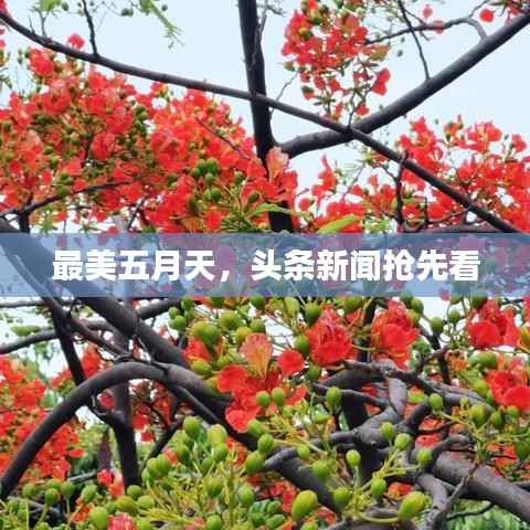 最美五月天,头条新闻抢先看