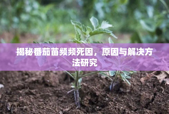 揭秘番茄苗频频死因，原因与解决方法研究