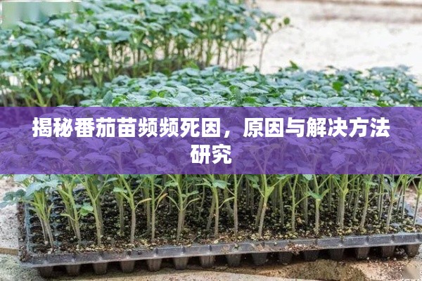 揭秘番茄苗频频死因,原因与解决方法研究