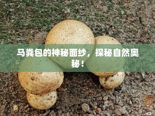 马粪包的神秘面纱,探秘自然奥秘!