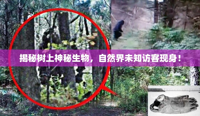 揭秘树上神秘生物，自然界未知访客现身！