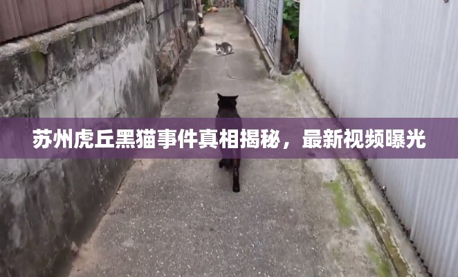 苏州虎丘黑猫事件真相揭秘,最新视频曝光