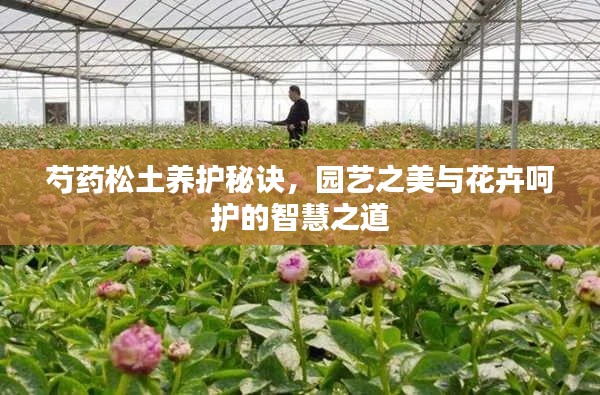 芍药松土养护秘诀，园艺之美与花卉呵护的智慧之道