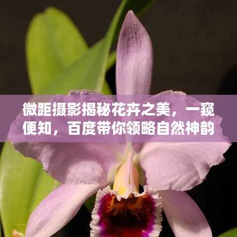 微距摄影揭秘花卉之美,一窥便知,百度带你领略自然神韵