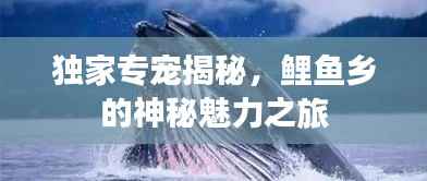 独家专宠揭秘，鲤鱼乡的神秘魅力之旅