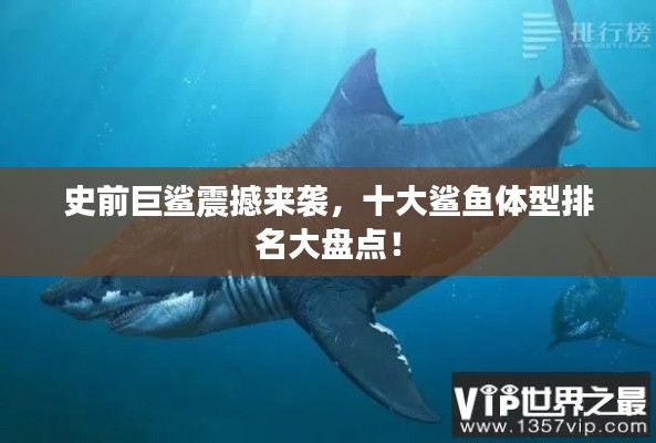 史前巨鲨震撼来袭，十大鲨鱼体型排名大盘点！