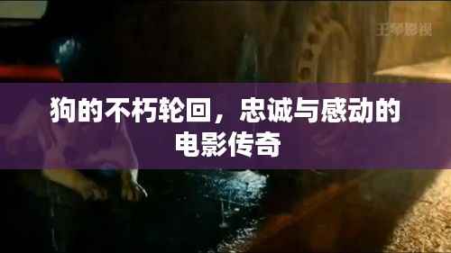 狗的不朽轮回,忠诚与感动的电影传奇